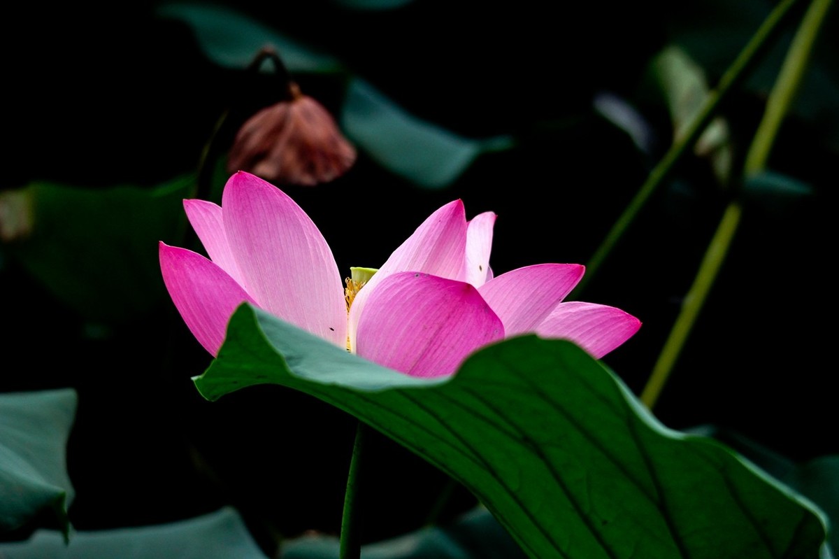 晨拍——秋风荷艳