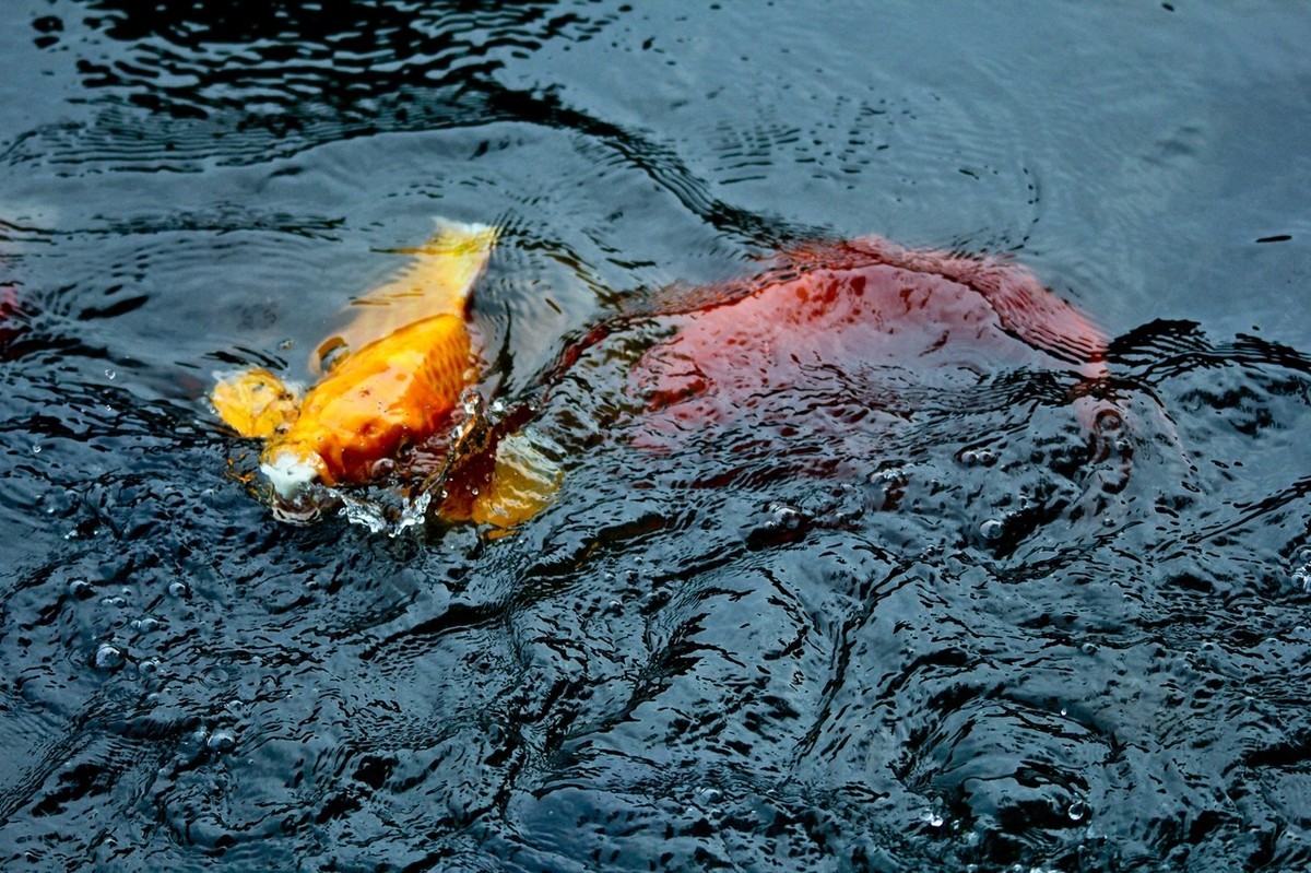晨拍——秋风荷艳