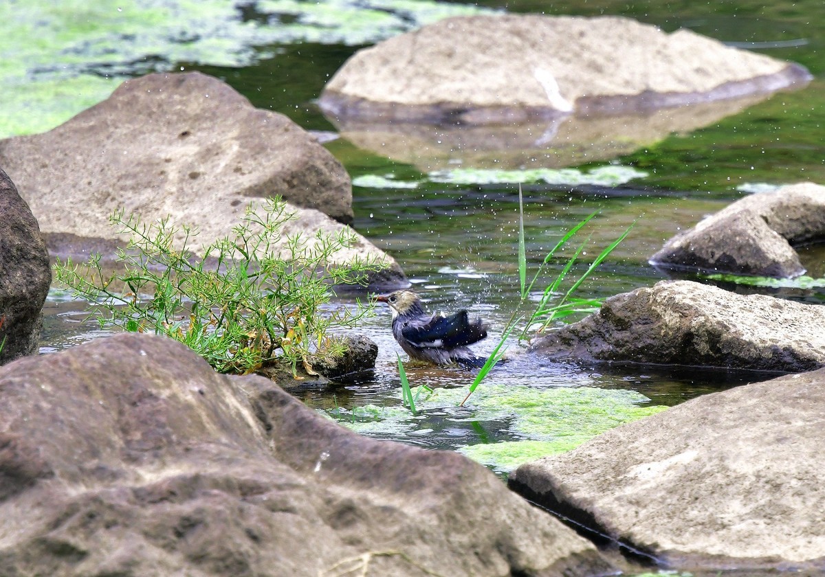 丝光椋鸟洗澡（ 请假贴）