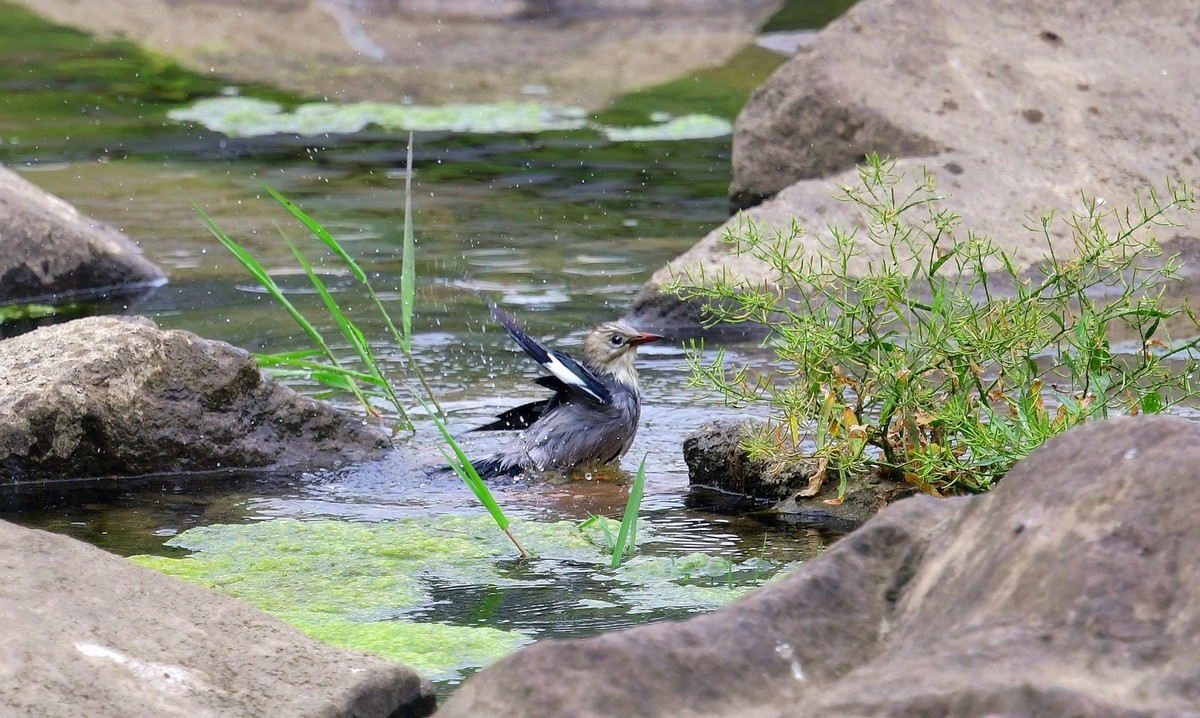 丝光椋鸟洗澡（ 请假贴）