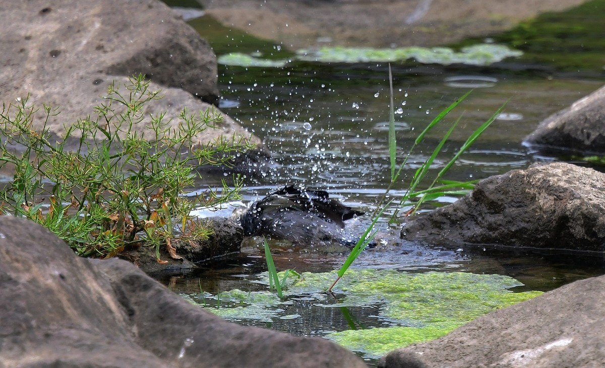 丝光椋鸟洗澡（ 请假贴）