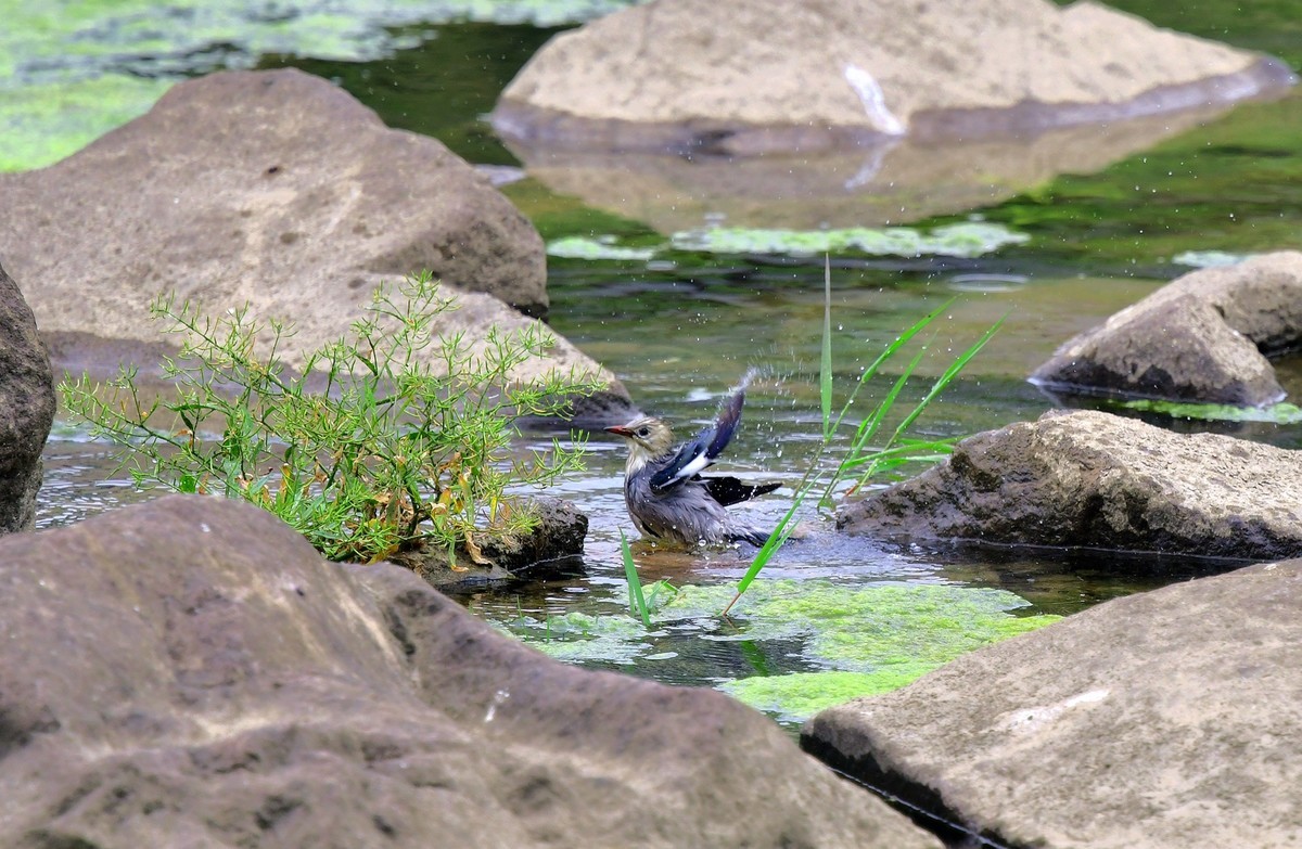丝光椋鸟洗澡（ 请假贴）