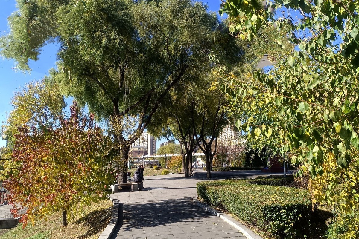 阳明公园秋色（2）