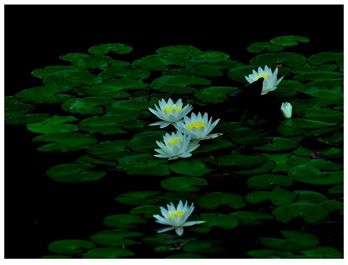 【视觉光影】 荷 颜 悦 色 （37）完