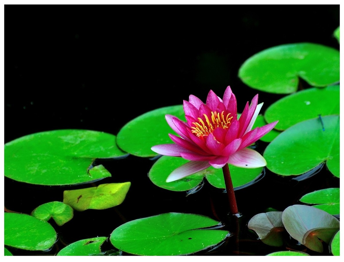 【视觉光影】 荷 颜 悦 色 （37）完