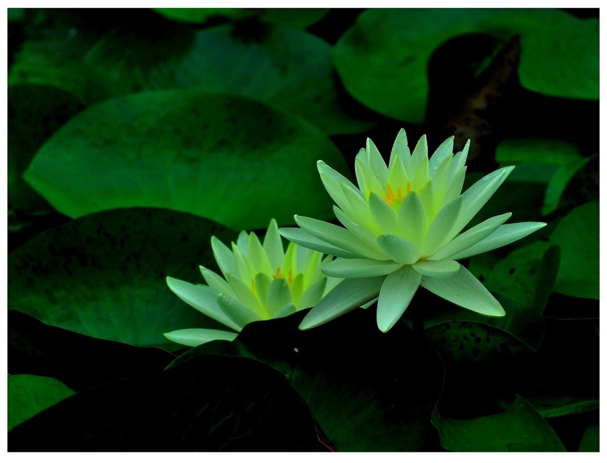 【视觉光影】 荷 颜 悦 色 （37）完