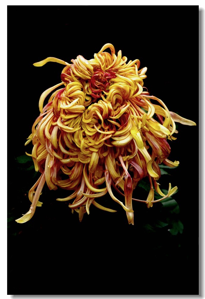 菊花——争奇斗妍（2）