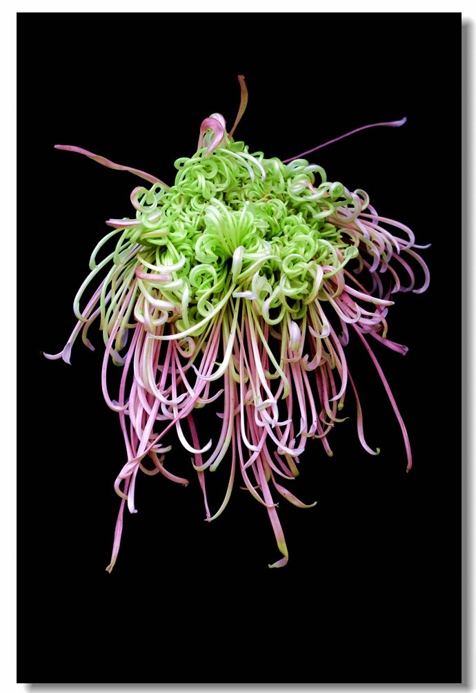 菊花——争奇斗妍（2）