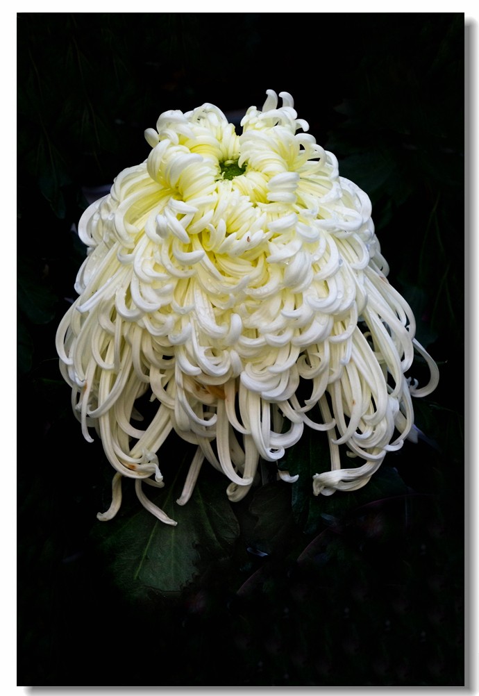 菊花——争奇斗妍（2）