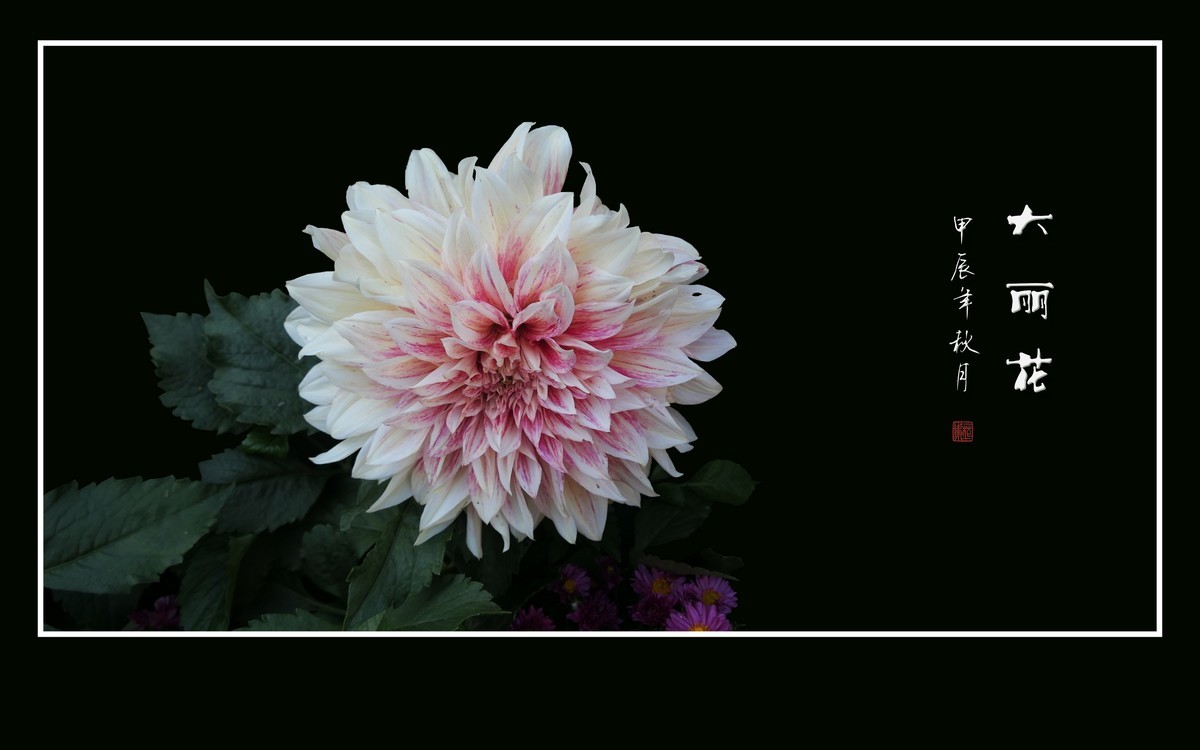 华贵艳丽的大丽花