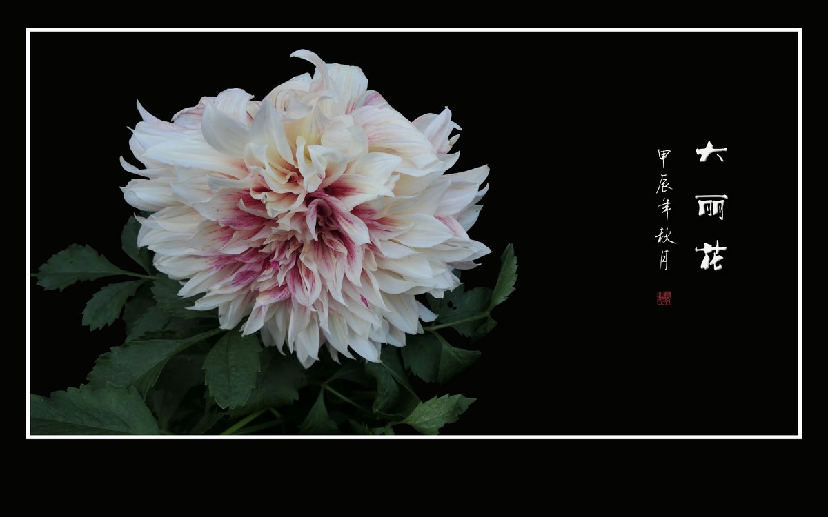 华贵艳丽的大丽花