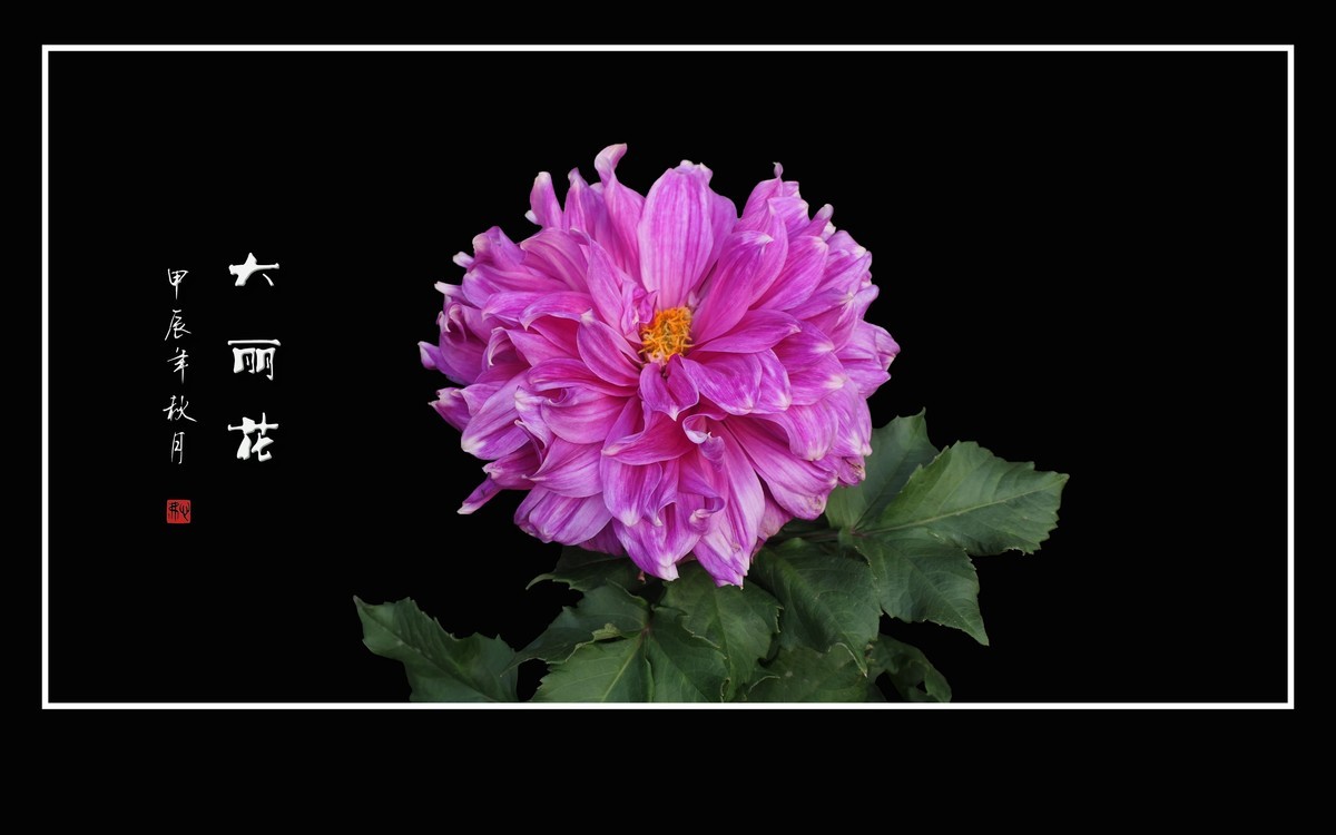 华贵艳丽的大丽花