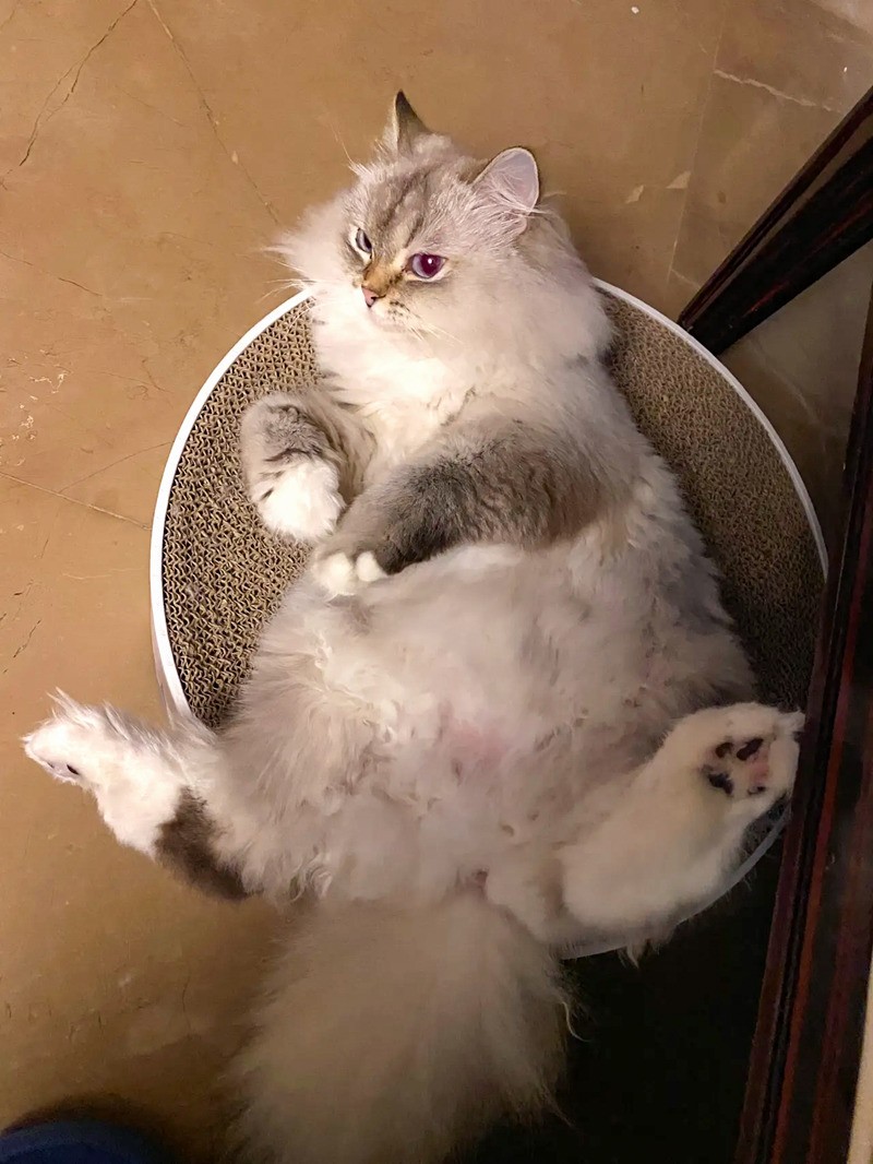 伯曼猫