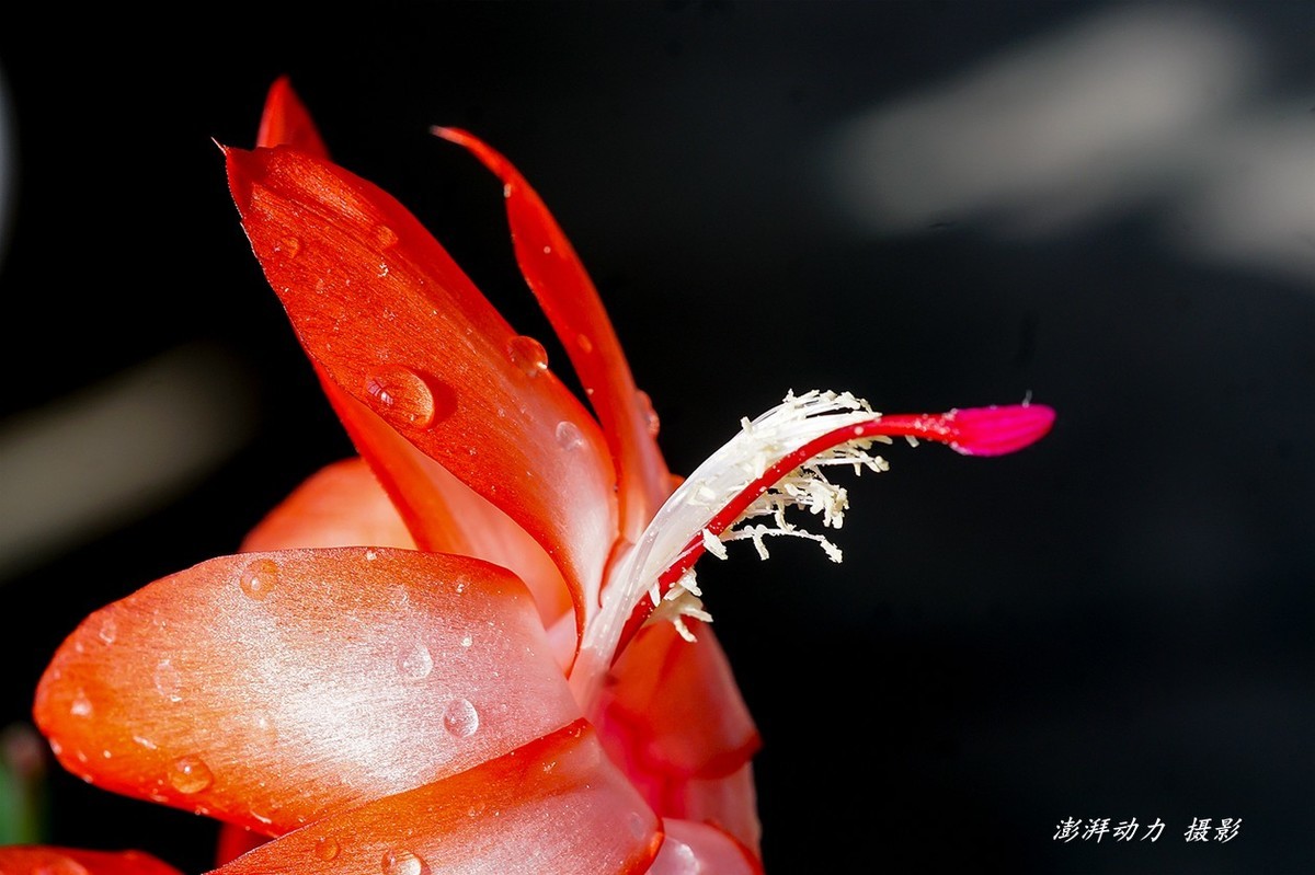 蟹爪兰开花迎春（老蛙 60mm/f2.8 微距镜头 PK口 转接 E口）
