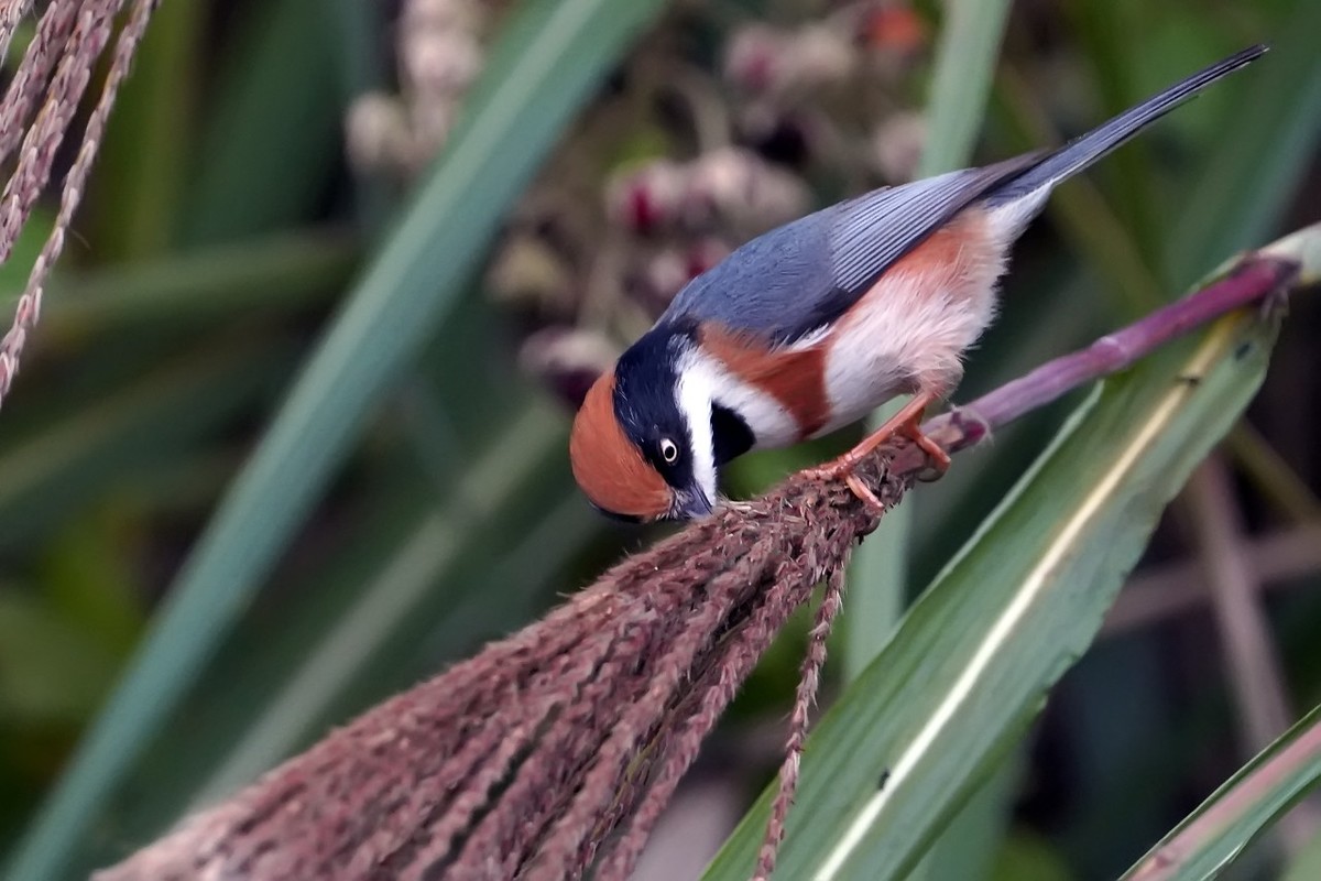 旧片_红头鸦雀3
