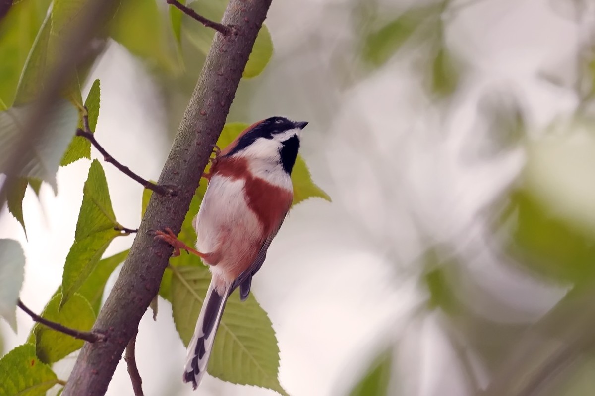 旧片_红头鸦雀3