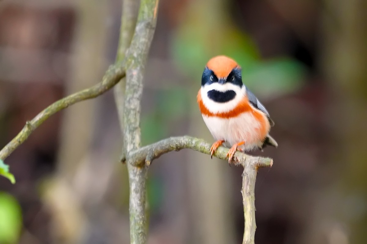 旧片_红头鸦雀3