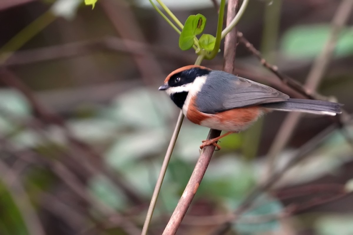 旧片_红头鸦雀3