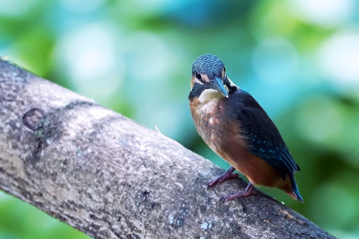 旧片_ 小翠鸟仔仔18