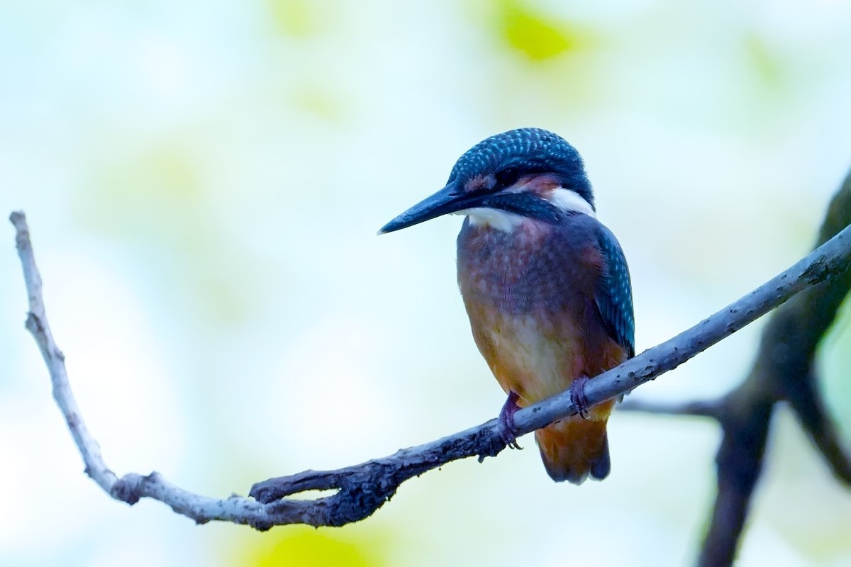 旧片_ 小翠鸟仔仔18