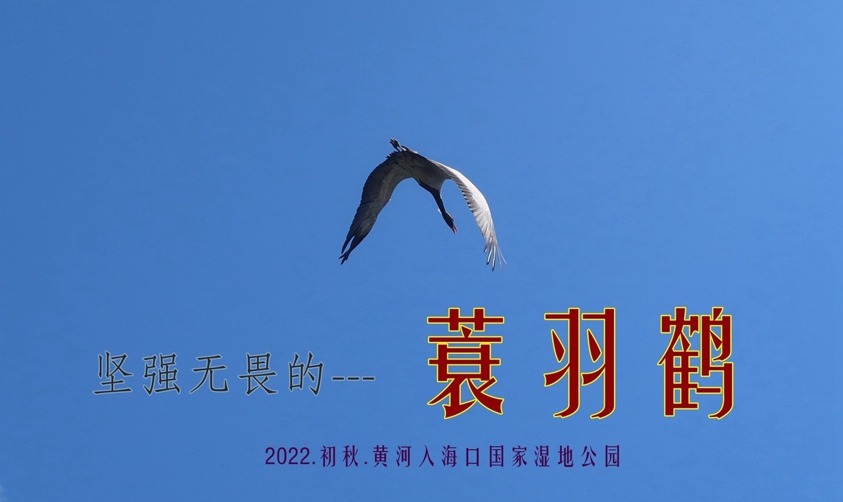 坚强无畏的蓑羽鹤