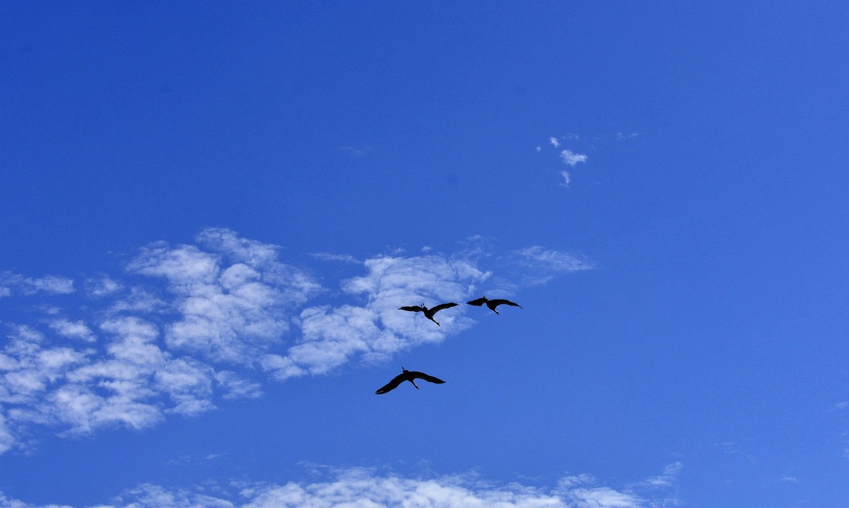 坚强无畏的蓑羽鹤