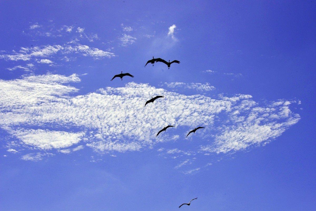 坚强无畏的蓑羽鹤