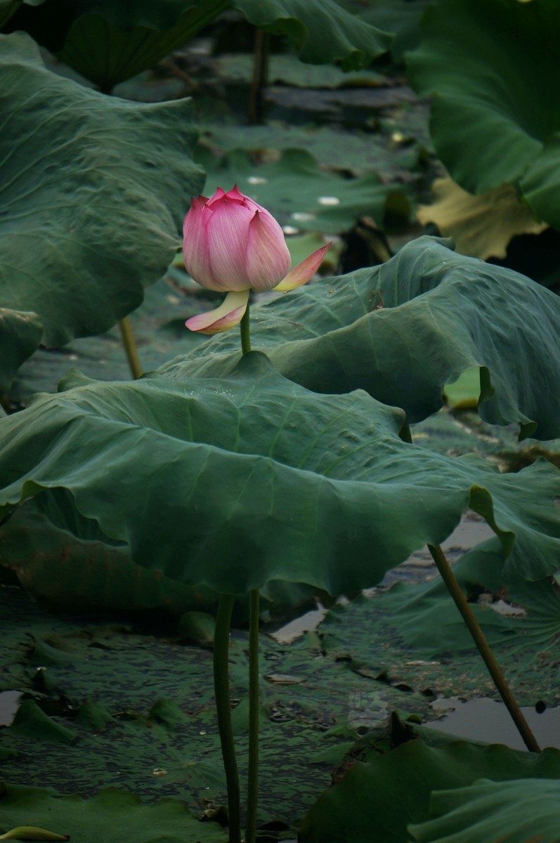 绿盘红杯——武汉随笔