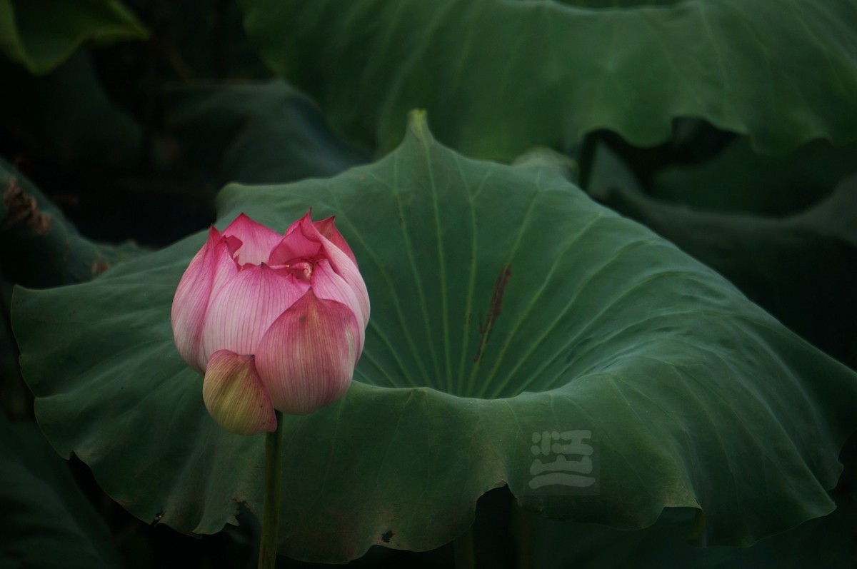 绿盘红杯——武汉随笔