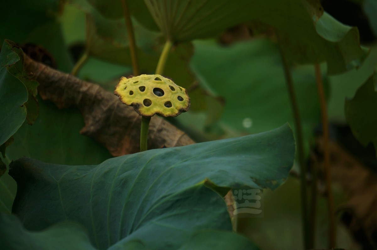 绿盘红杯——武汉随笔