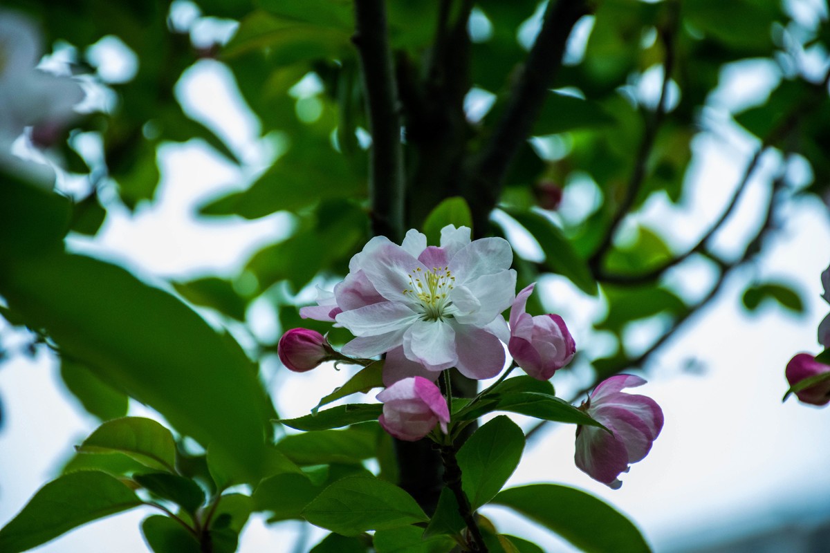 尼康D7200+NIKKOR 尼克尔 18-140 F3.5-5.6镜头下的花草树木