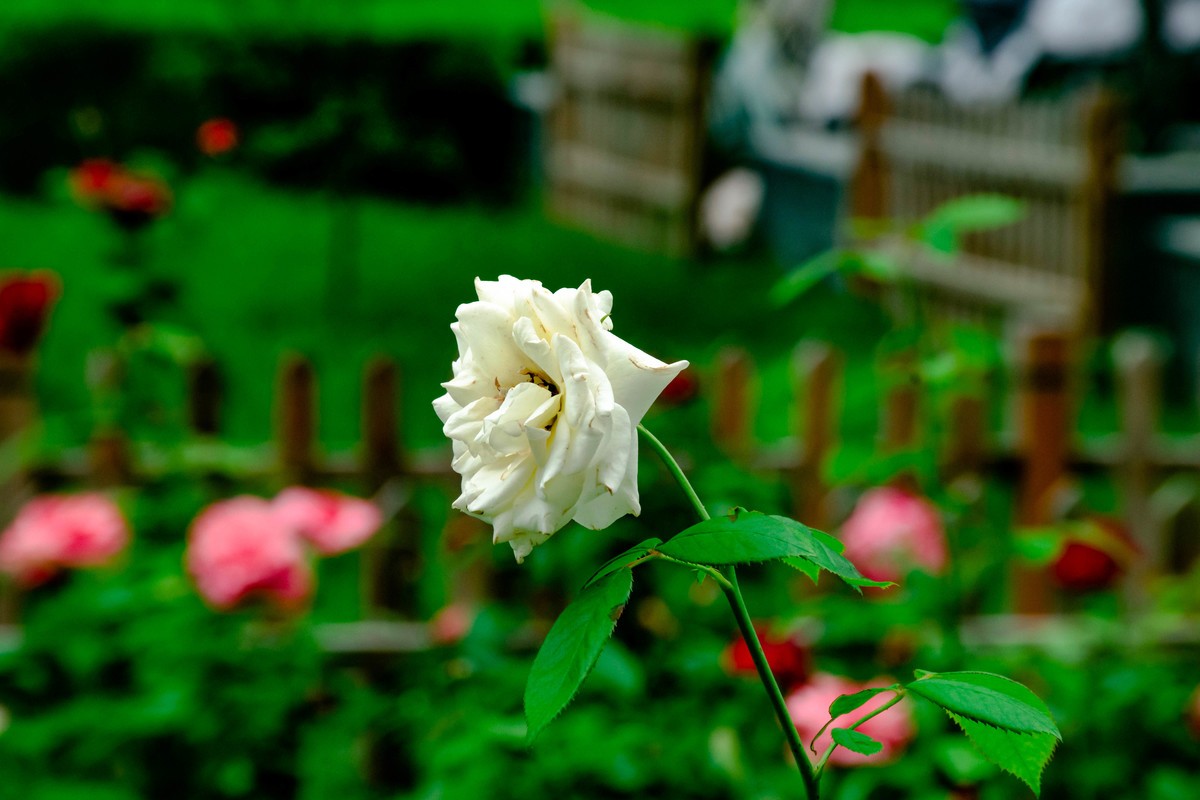 尼康D7200+NIKKOR 尼克尔 18-140 F3.5-5.6镜头下的花草树木