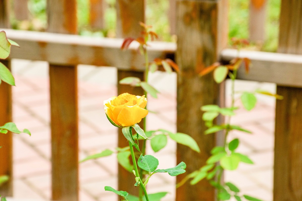 尼康D7200+NIKKOR 尼克尔 18-140 F3.5-5.6镜头下的花草树木