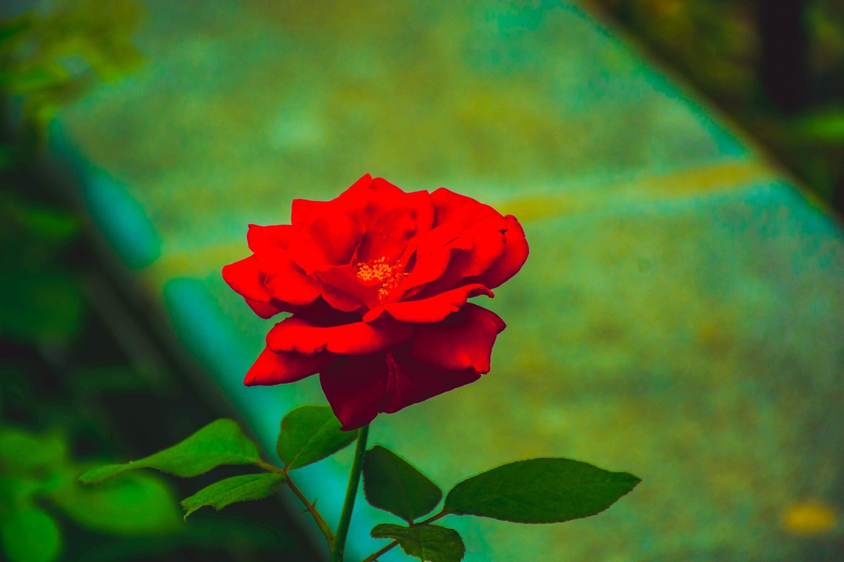 尼康D7200+NIKKOR 尼克尔 18-140 F3.5-5.6镜头下的花草树木