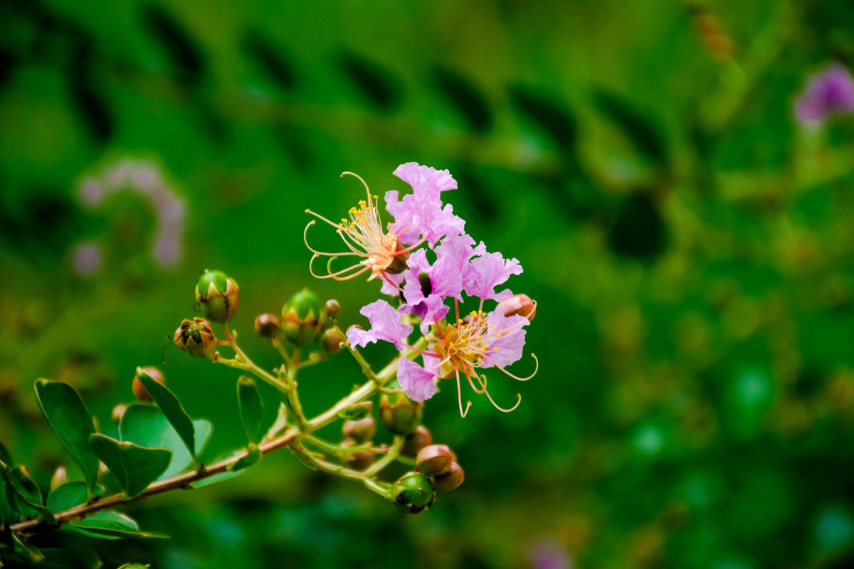 尼康D7200+NIKKOR 尼克尔 18-140 F3.5-5.6镜头下的花草树木