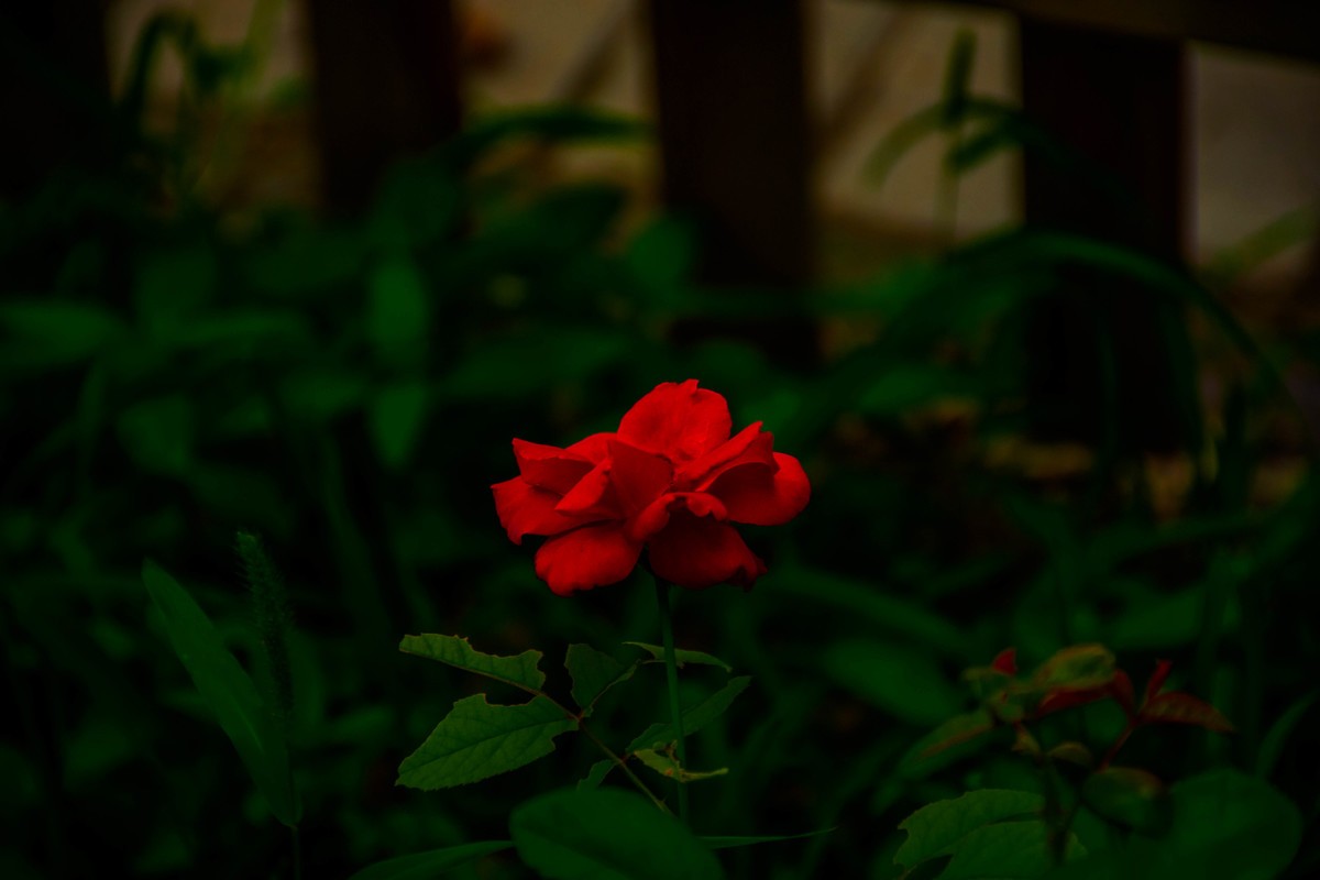 尼康D7200+NIKKOR 尼克尔 18-140 F3.5-5.6镜头下的花草树木