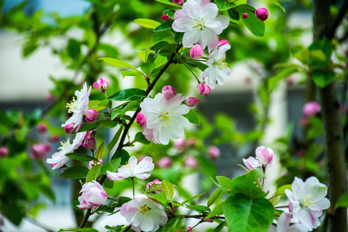 尼康D7200+NIKKOR 尼克尔 18-140 F3.5-5.6镜头下的花草树木