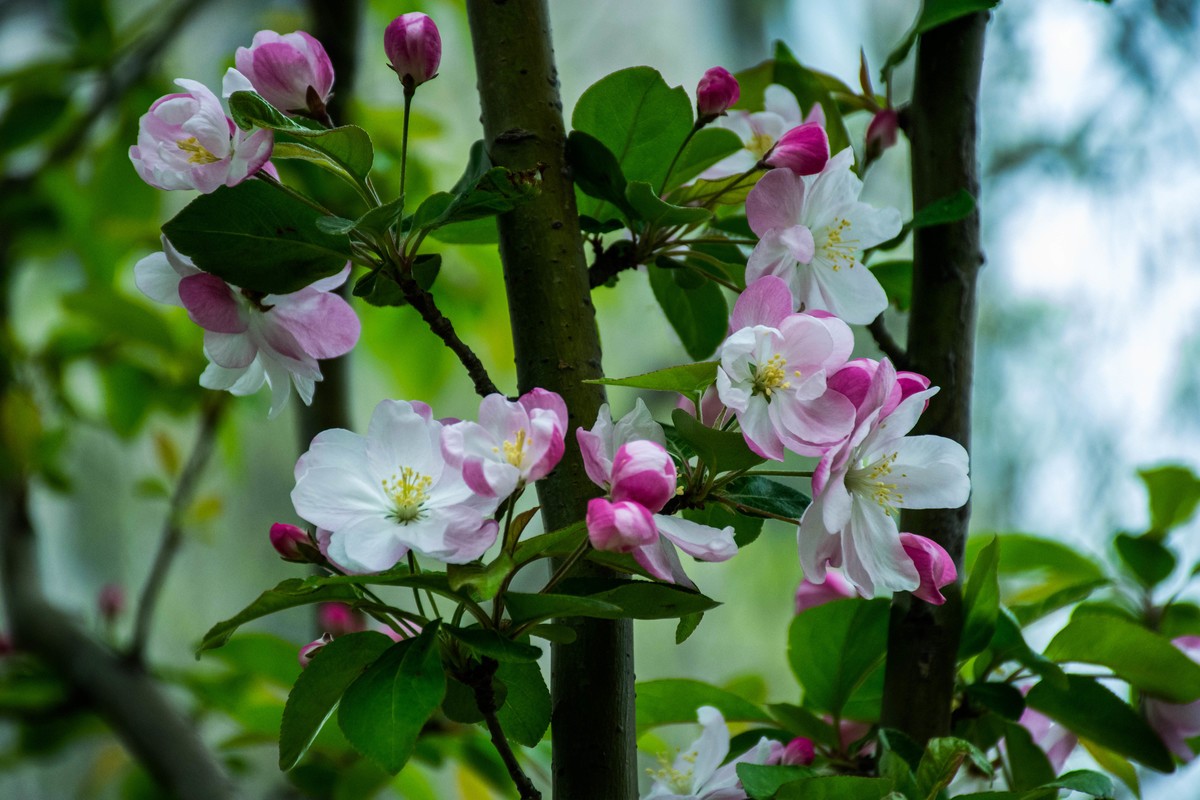 尼康D7200+NIKKOR 尼克尔 18-140 F3.5-5.6镜头下的花草树木