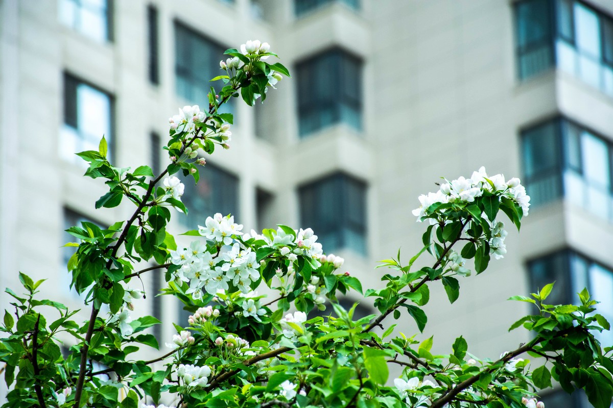 尼康D7200+NIKKOR 尼克尔 18-140 F3.5-5.6镜头下的花草树木