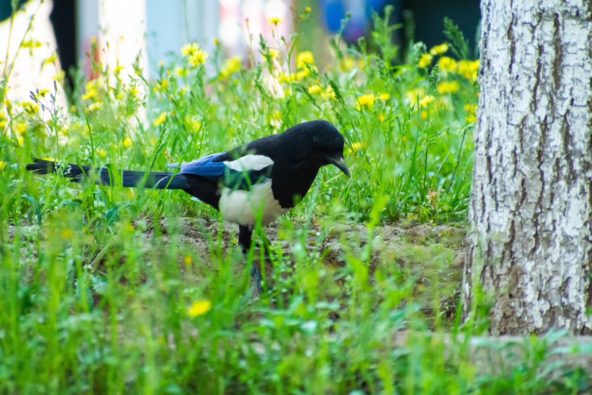 佳能6D2+TAMRON A005 腾龙 70-300 VC+佳能一代1.4x增距镜 人像抓拍和麻雀、喜鹊、斑鸠