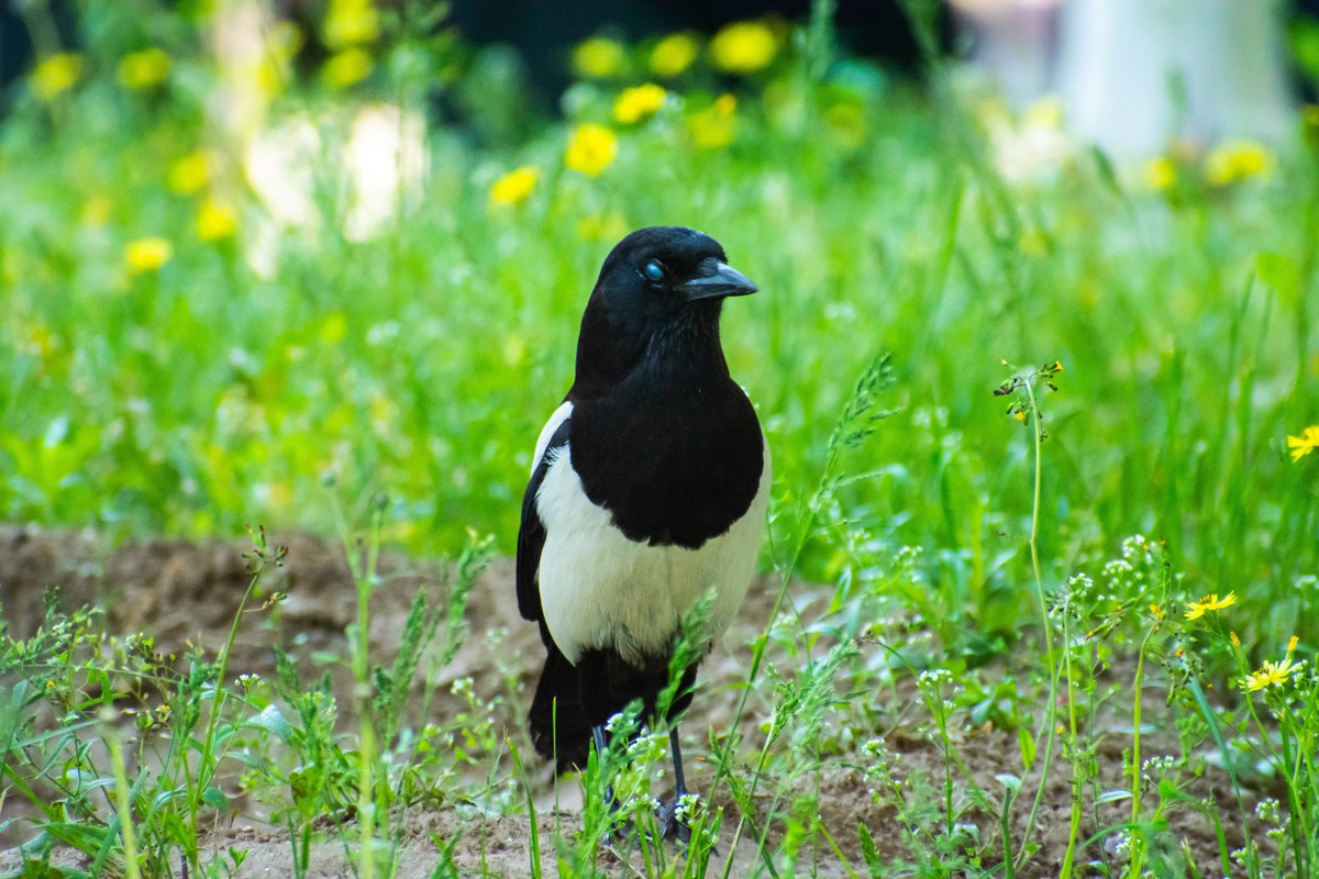 佳能6D2+TAMRON A005 腾龙 70-300 VC+佳能一代1.4x增距镜 人像抓拍和麻雀、喜鹊、斑鸠