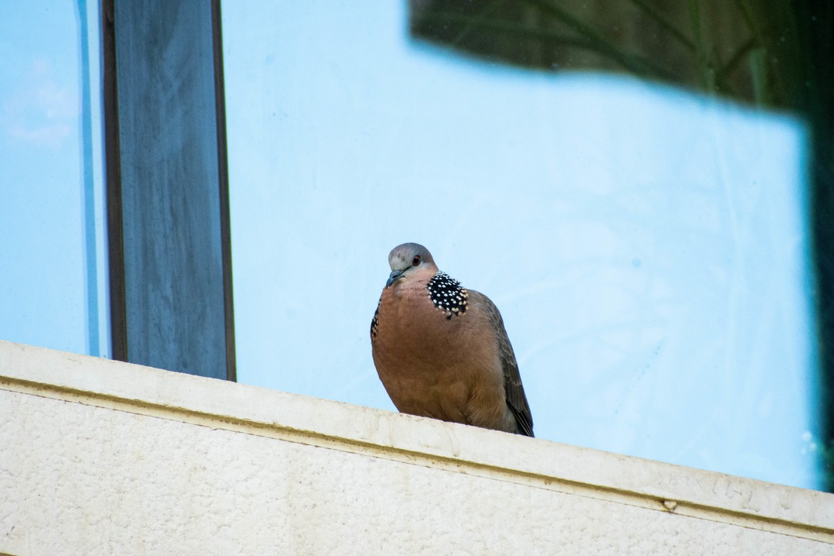 佳能6D2+TAMRON A005 腾龙 70-300 VC+佳能一代1.4x增距镜 人像抓拍和麻雀、喜鹊、斑鸠