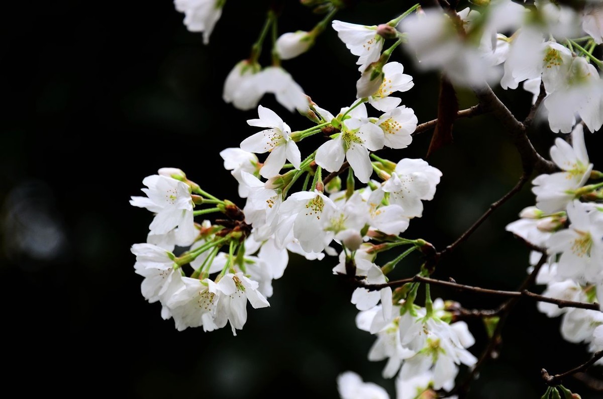 花卉系列【4650】