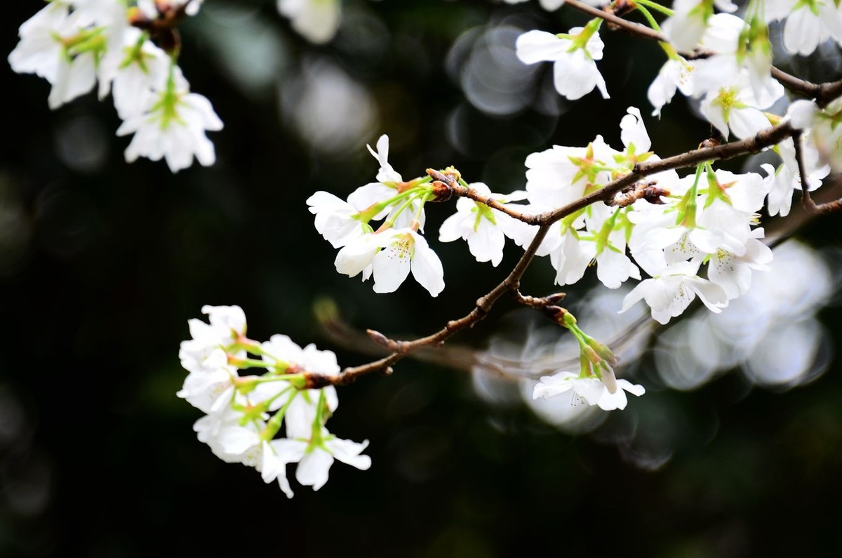 花卉系列【4650】