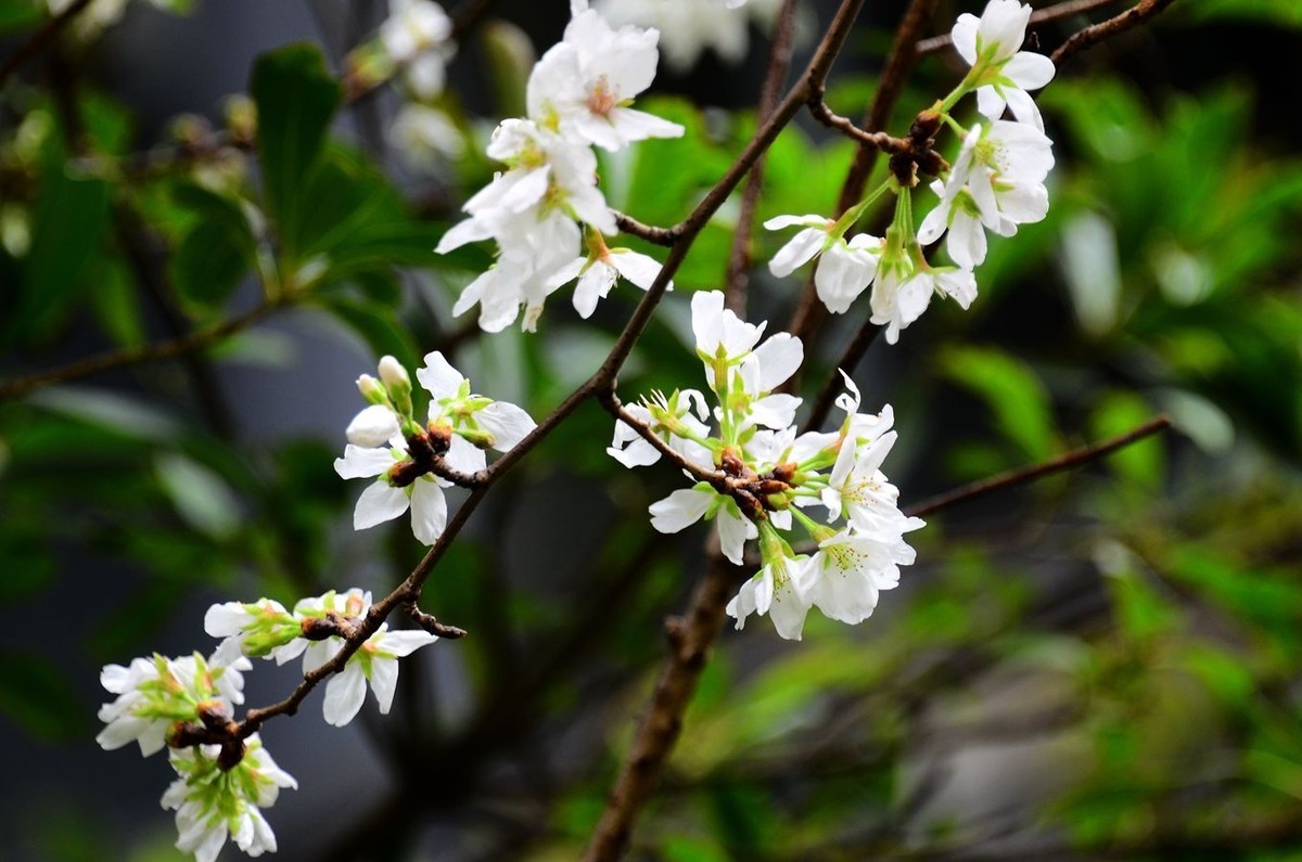 花卉系列【4650】