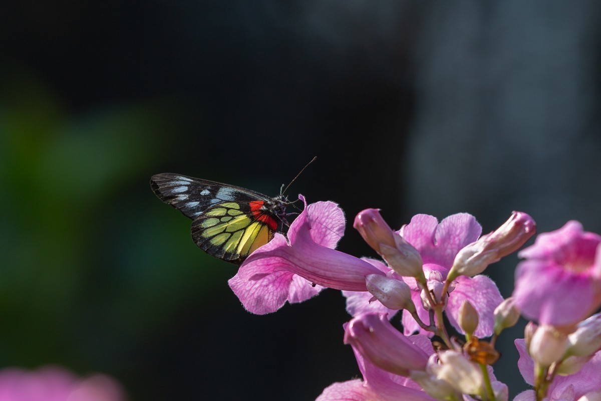 尼康D5100星空(中国)2023年十一月份优秀作品精选汇总