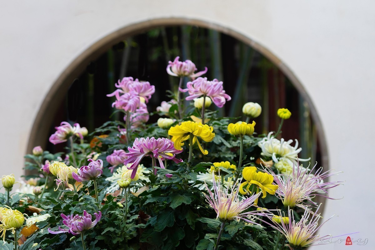 尼康D5100星空(中国)2023年十一月份优秀作品精选汇总