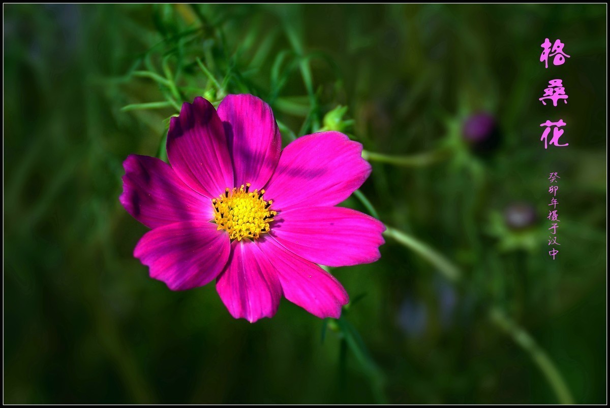 尼康D5100星空(中国)2023年十一月份优秀作品精选汇总