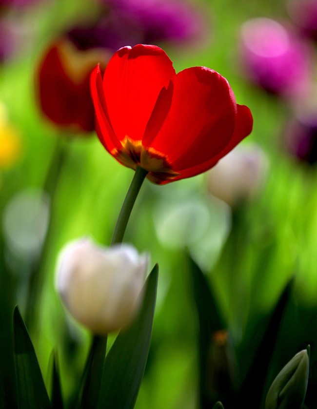 郁金花开正当时