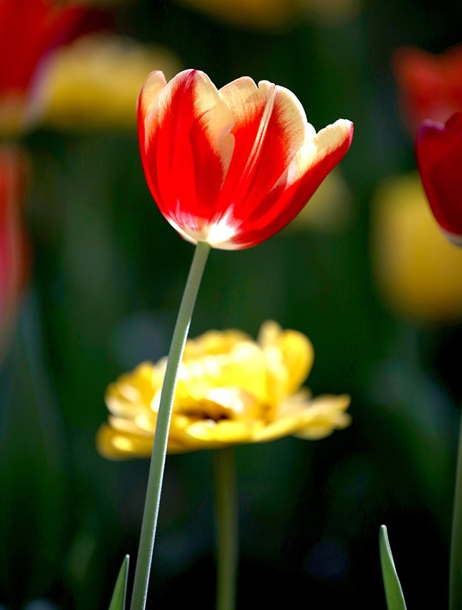 郁金花开正当时